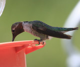 Anna's Hummingbird - Calypte anna