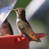 Rufous Hummingbird - Selasphorus rufus