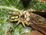 Paraphidippus aurantius (female)