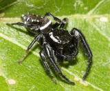 Paraphidippus aurantius (male)