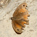 Red Satyr - Megisto rubricata