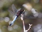 Plateau Dragonlet - Erythrodiplax basifusca