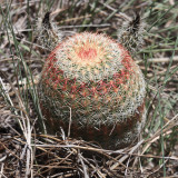 Arizona Rainbow Cactus - Echinocereus rigidissimus