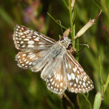 Desert Checkered-Skipper - Pyrgus philetas