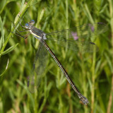 Great Spreadwing - Archilestes grandis (female)