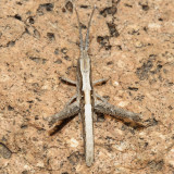 Slender Range Grasshopper - Acantherus piperatus