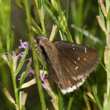 Drusius Cloudywing - Thorybes drusius