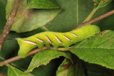 7784 - Pawpaw Sphinx - Dolba hyloeus