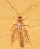 Enicospilus purgatus