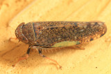 Orientus ishidae