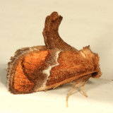 4665 - Yellow-shouldered Slug Moth - Lithacodes fasciola