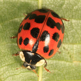 Multicolored Asian Lady Beetle - Harmonia axyridis