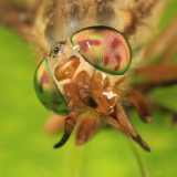 Chrysops celatus