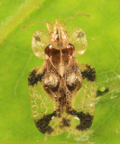 Cherry Lace Bug - Corythucha pruni