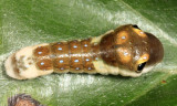 Spicebush Swallowtail - Papilio troilus (second instar)