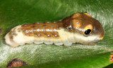 Spicebush Swallowtail - Papilio troilus (second instar)