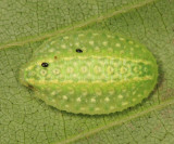 4665 - Yellow-shouldered Slug - Lithacodes fasciola