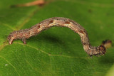 7139 - Sweetfern Geometer - Cyclophora pendulinaria