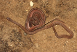 Northern Brown Snakes - Storeria dekayi