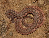 Northern Brown Snake - Storeria dekayi