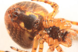 Araneus corticarius