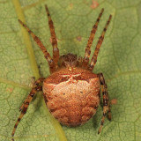 Araneus corticarius