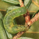 Pamphiliidae - Acantholyda sp.