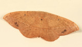 6974 - Juniper Twig Geometer - Patalene olyzonaria