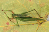 Treetop Bush Katydid - Scudderia fasciata