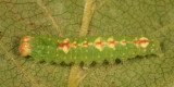 9207 - Unmarked Dagger - Acronicta innotata