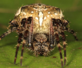 Araneus nordmanni