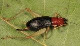 Red-headed Bush Cricket - Phyllopalpus pulchellus (female)
