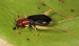 Red-headed Bush Cricket - Phyllopalpus pulchellus (male)
