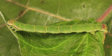 7307 - White-ribboned Carpet - Mesoleuca ruficillata