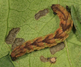 7474 - Common Eupithecia - Eupithecia miserulata