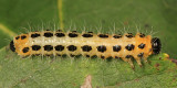 Nematinae - Trichiocampus viminalis