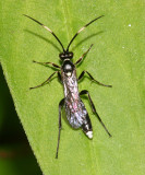 Melanichneumon pluto