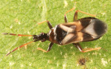 Minute Pirate Bugs - Anthocoridae