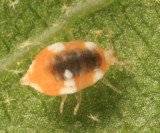 Dustywing larva - Coniopterygidae - Coniopteryginae