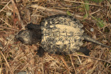 baby Common Snapping Turtle - Chelydra serpentina