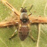 Simulium sp.