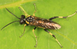 Macrophya flavicoxae