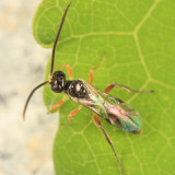 Dicaelotus sp.