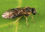 Acordulecera dorsalis