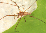 Tetragnatha versicolor (male)