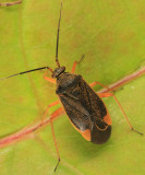 Polymerus fulvipes