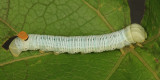 7870 - Abbott's Sphinx - Sphecodina abbottii