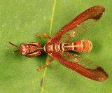 Wasp Mantidfly - Climaciella brunnea