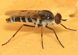 Ozodiceromyia notata