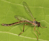 Leptogaster flavipes